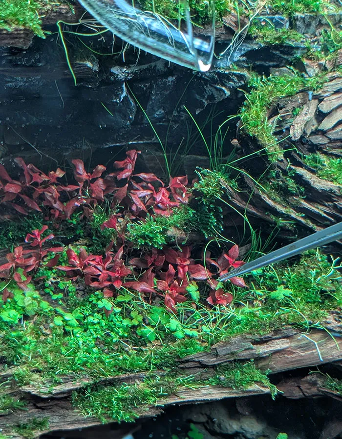 Aquascaping steps - PRIMAL BUST - IAPLC 2025 Silver Prize - Katsuki Tanaka / Japan Aquascaping steps - PRIMAL BUST - IAPLC 2025 Silver Prize - Katsuki Tanaka / Japan