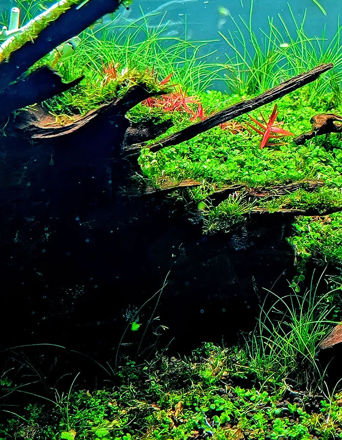 Aquascaping steps - PRIMAL BUST - IAPLC 2025 Silver Prize - Katsuki Tanaka / Japan Aquascaping steps - PRIMAL BUST - IAPLC 2025 Silver Prize - Katsuki Tanaka / Japan