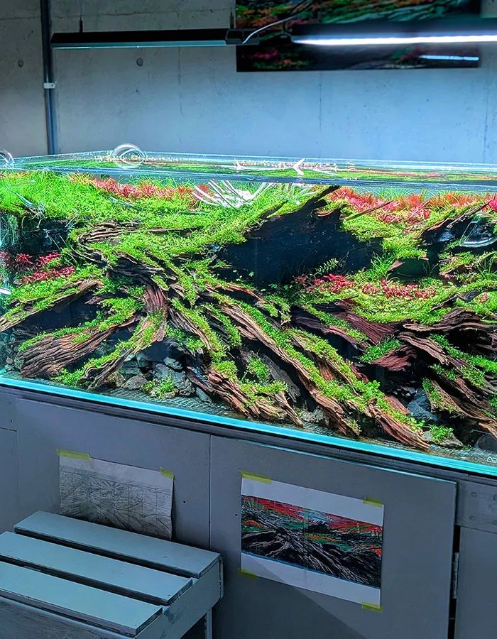 Aquascaping steps - PRIMAL BUST - IAPLC 2025 Silver Prize - Katsuki Tanaka / Japan Aquascaping steps - PRIMAL BUST - IAPLC 2025 Silver Prize - Katsuki Tanaka / Japan