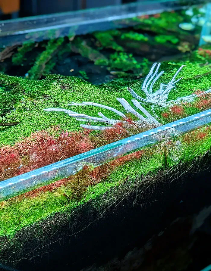 Aquascaping steps - PRIMAL BUST - IAPLC 2025 Silver Prize - Katsuki Tanaka / Japan Aquascaping steps - PRIMAL BUST - IAPLC 2025 Silver Prize - Katsuki Tanaka / Japan