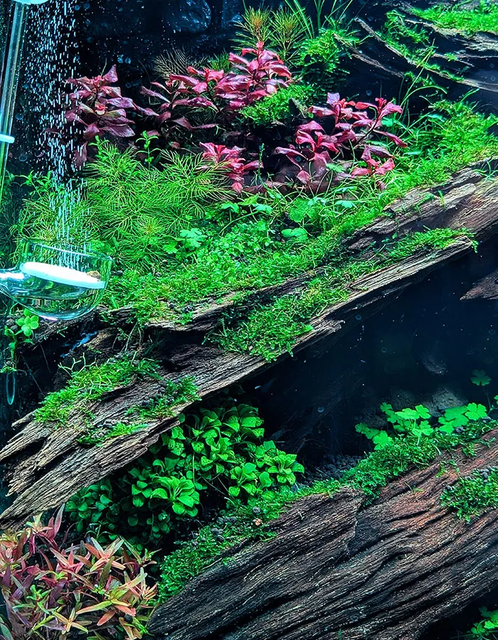 Aquascaping steps - PRIMAL BUST - IAPLC 2025 Silver Prize - Katsuki Tanaka / Japan Aquascaping steps - PRIMAL BUST - IAPLC 2025 Silver Prize - Katsuki Tanaka / Japan