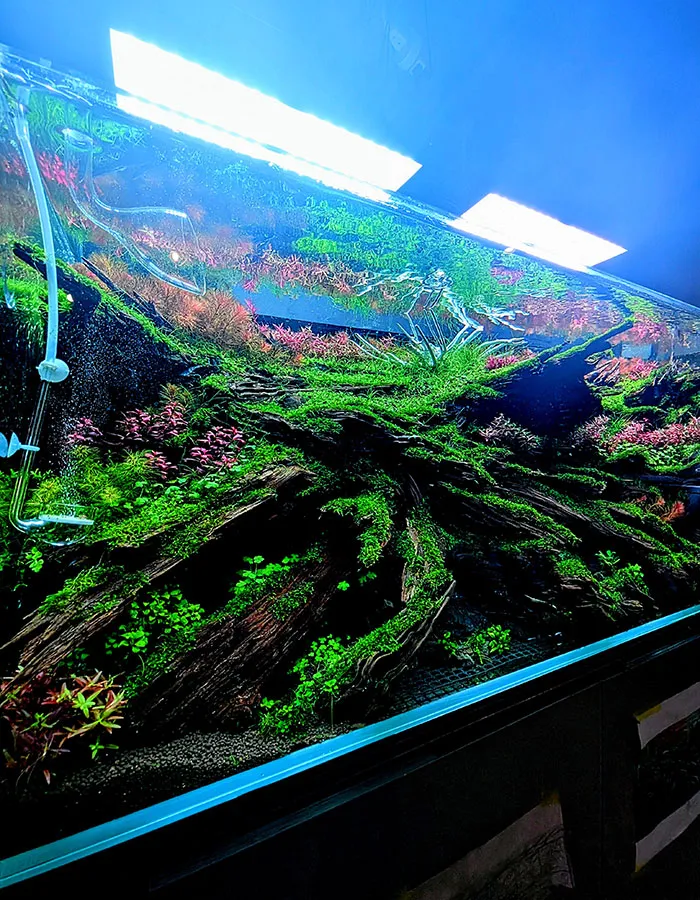 Aquascaping steps - PRIMAL BUST - IAPLC 2025 Silver Prize - Katsuki Tanaka / Japan Aquascaping steps - PRIMAL BUST - IAPLC 2025 Silver Prize - Katsuki Tanaka / Japan