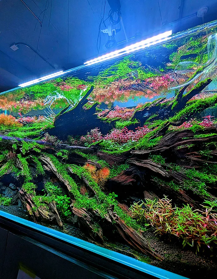 Aquascaping steps - PRIMAL BUST - IAPLC 2025 Silver Prize - Katsuki Tanaka / Japan Aquascaping steps - PRIMAL BUST - IAPLC 2025 Silver Prize - Katsuki Tanaka / Japan
