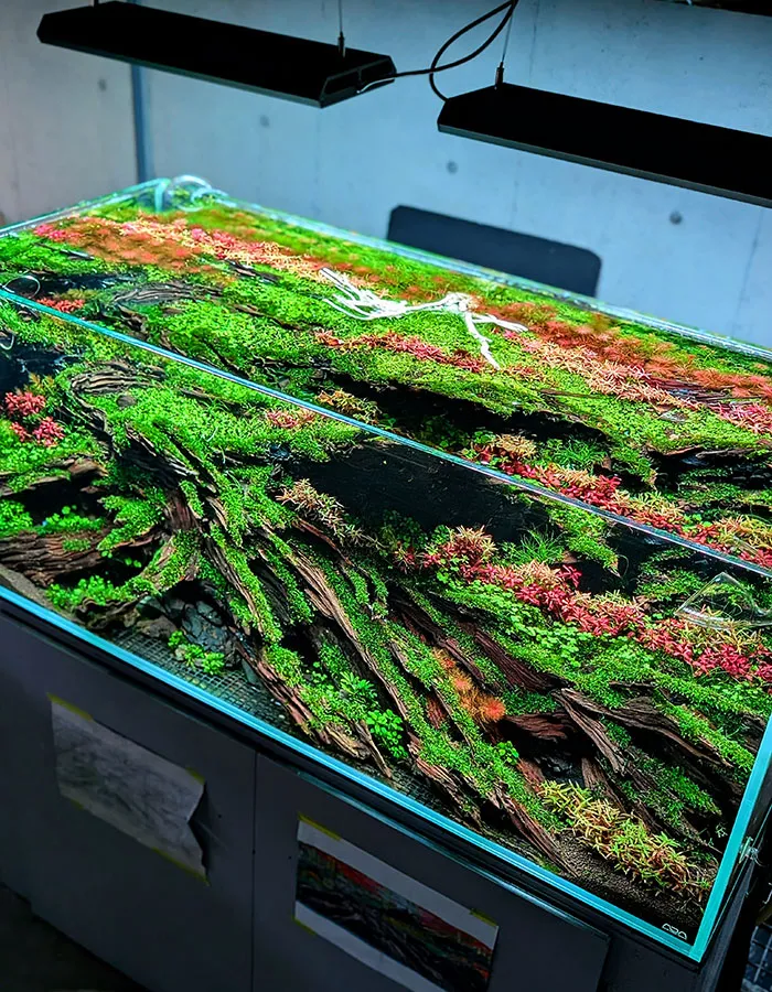 Aquascaping steps - PRIMAL BUST - IAPLC 2025 Silver Prize - Katsuki Tanaka / Japan Aquascaping steps - PRIMAL BUST - IAPLC 2025 Silver Prize - Katsuki Tanaka / Japan
