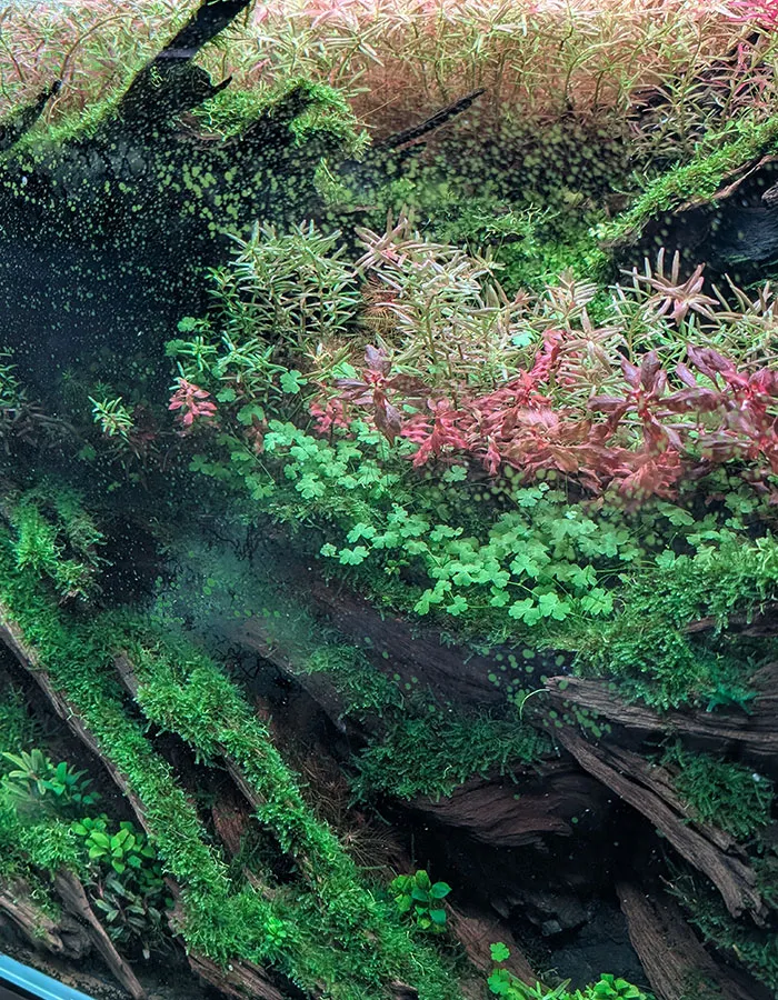 Aquascaping steps - PRIMAL BUST - IAPLC 2025 Silver Prize - Katsuki Tanaka / Japan Aquascaping steps - PRIMAL BUST - IAPLC 2025 Silver Prize - Katsuki Tanaka / Japan