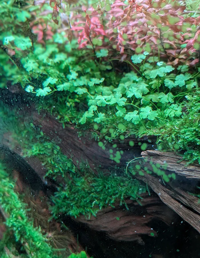 Aquascaping steps - PRIMAL BUST - IAPLC 2025 Silver Prize - Katsuki Tanaka / Japan Aquascaping steps - PRIMAL BUST - IAPLC 2025 Silver Prize - Katsuki Tanaka / Japan