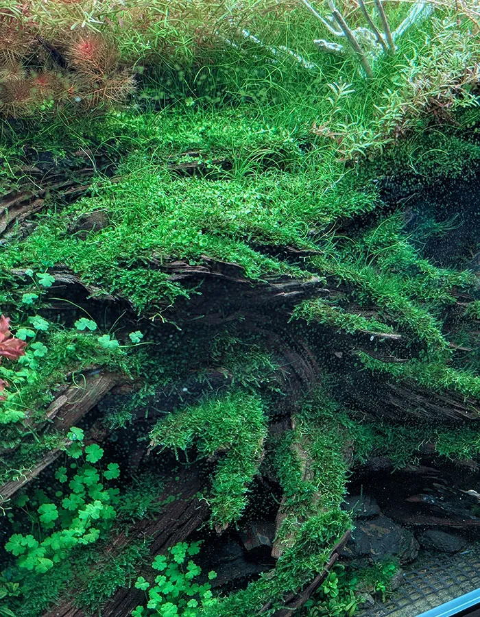 Aquascaping steps - PRIMAL BUST - IAPLC 2025 Silver Prize - Katsuki Tanaka / Japan Aquascaping steps - PRIMAL BUST - IAPLC 2025 Silver Prize - Katsuki Tanaka / Japan