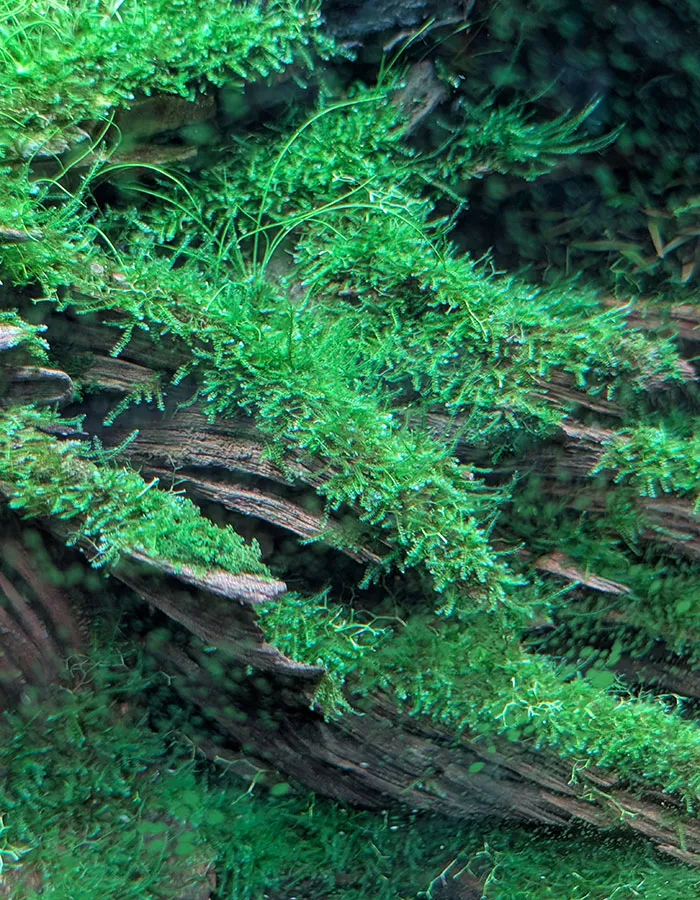 Aquascaping steps - PRIMAL BUST - IAPLC 2025 Silver Prize - Katsuki Tanaka / Japan Aquascaping steps - PRIMAL BUST - IAPLC 2025 Silver Prize - Katsuki Tanaka / Japan