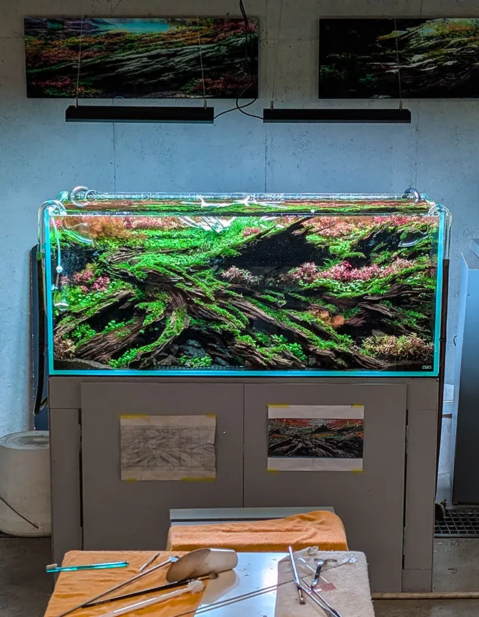 Aquascaping steps - PRIMAL BUST - IAPLC 2025 Silver Prize - Katsuki Tanaka / Japan Aquascaping steps - PRIMAL BUST - IAPLC 2025 Silver Prize - Katsuki Tanaka / Japan