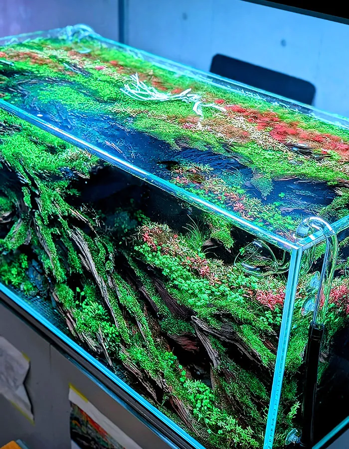 Aquascaping steps - PRIMAL BUST - IAPLC 2025 Silver Prize - Katsuki Tanaka / Japan Aquascaping steps - PRIMAL BUST - IAPLC 2025 Silver Prize - Katsuki Tanaka / Japan