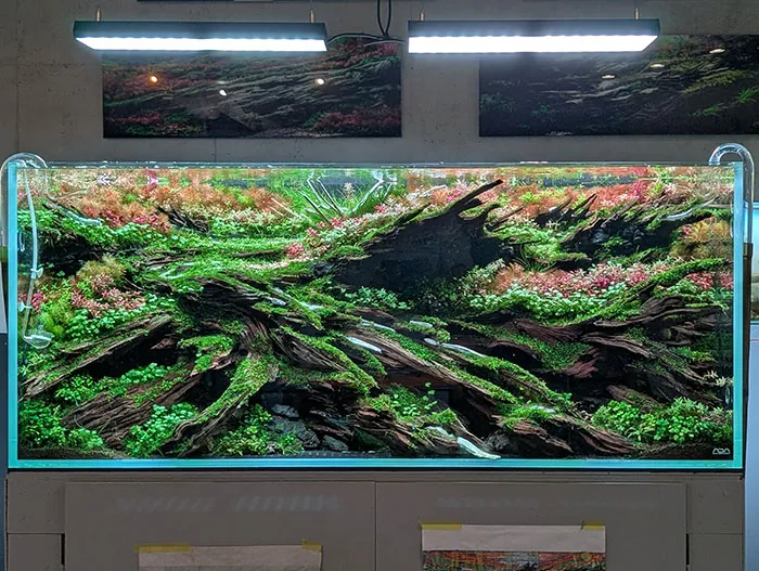Aquascaping steps - PRIMAL BUST - IAPLC 2025 Silver Prize - Katsuki Tanaka / Japan Aquascaping steps - PRIMAL BUST - IAPLC 2025 Silver Prize - Katsuki Tanaka / Japan