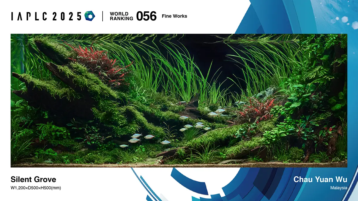 Aquascaping steps - Silent Grove - IAPLC 2025 Fine Works - Chau Yuan Wu / Malaysia