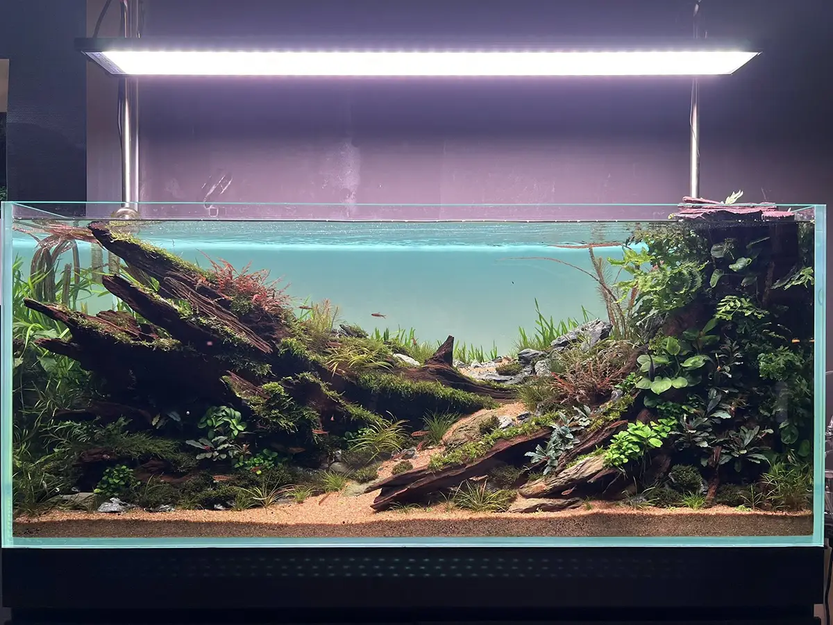 Aquascaping steps - Silent Grove - IAPLC 2025 Fine Works - Chau Yuan Wu / Malaysia
