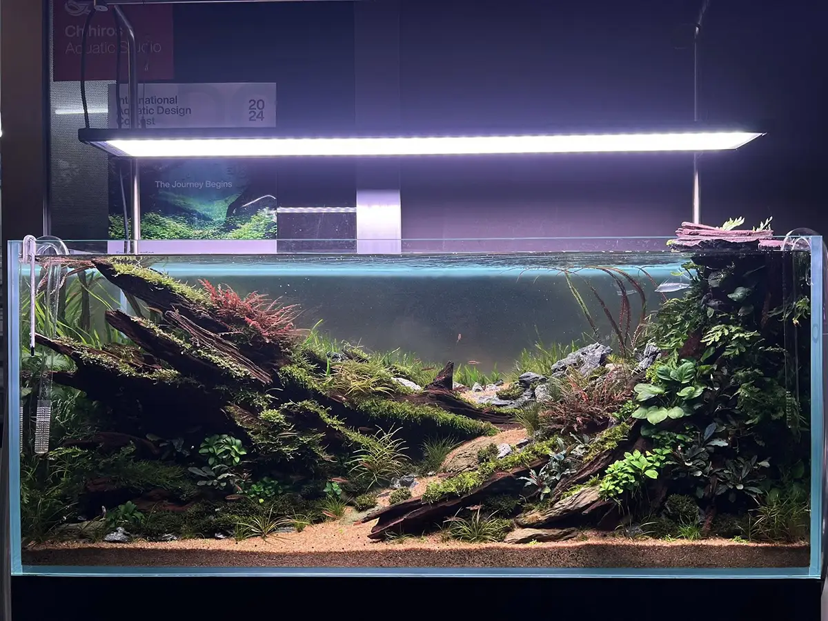 Aquascaping steps - Silent Grove - IAPLC 2025 Fine Works - Chau Yuan Wu / Malaysia
