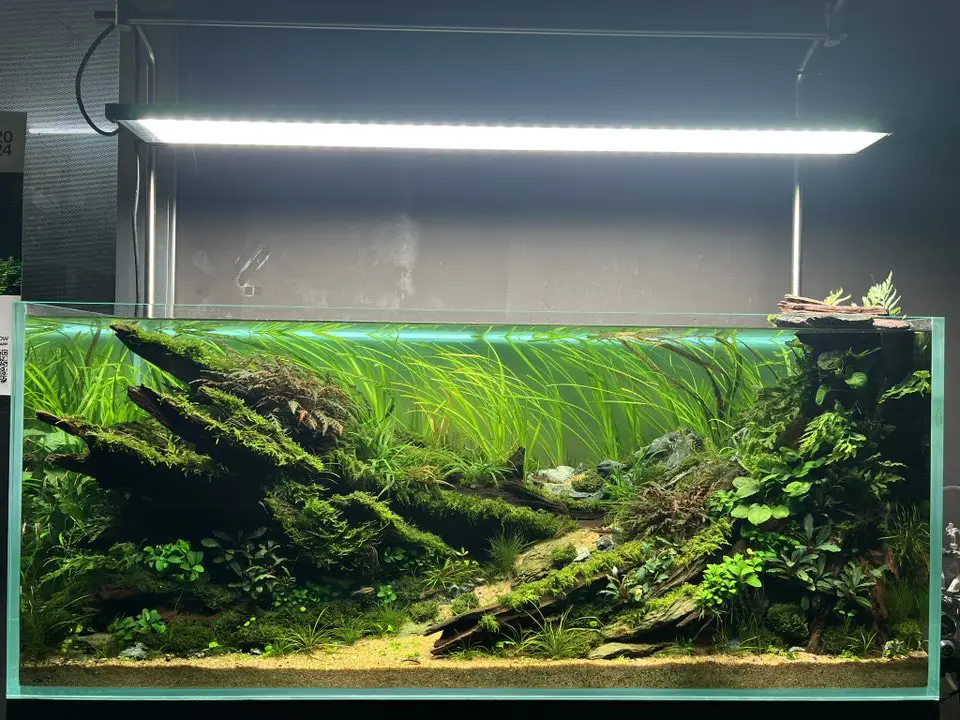 Aquascaping steps - Silent Grove - IAPLC 2025 Fine Works - Chau Yuan Wu / Malaysia
