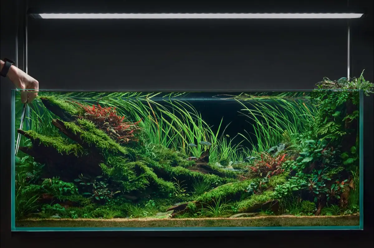 Aquascaping steps - Silent Grove - IAPLC 2025 Fine Works - Chau Yuan Wu / Malaysia