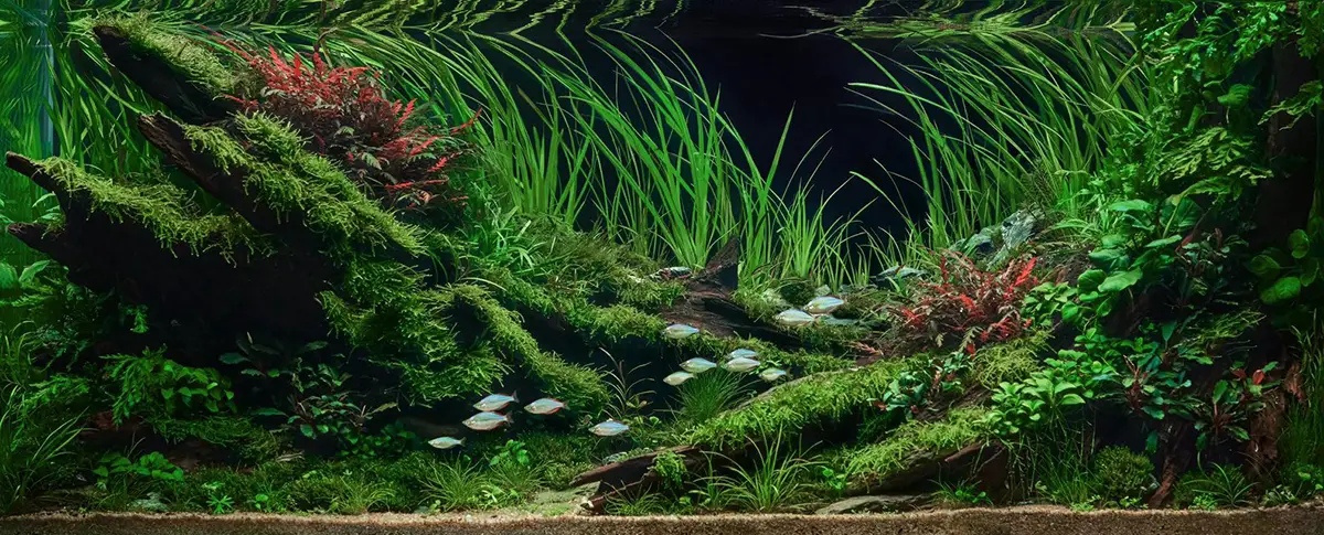 Aquascaping steps - Silent Grove - IAPLC 2025 Fine Works - Chau Yuan Wu / Malaysia
