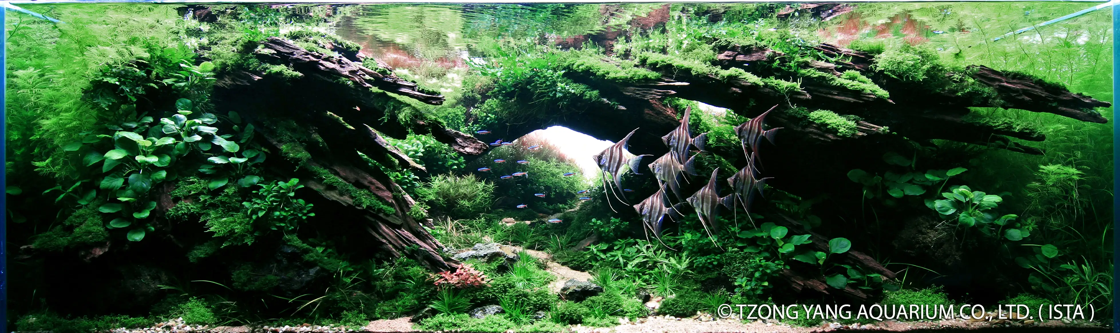 Fallowness - IIAC 2019 #1 - Yeo Siak Wee / Malaysia