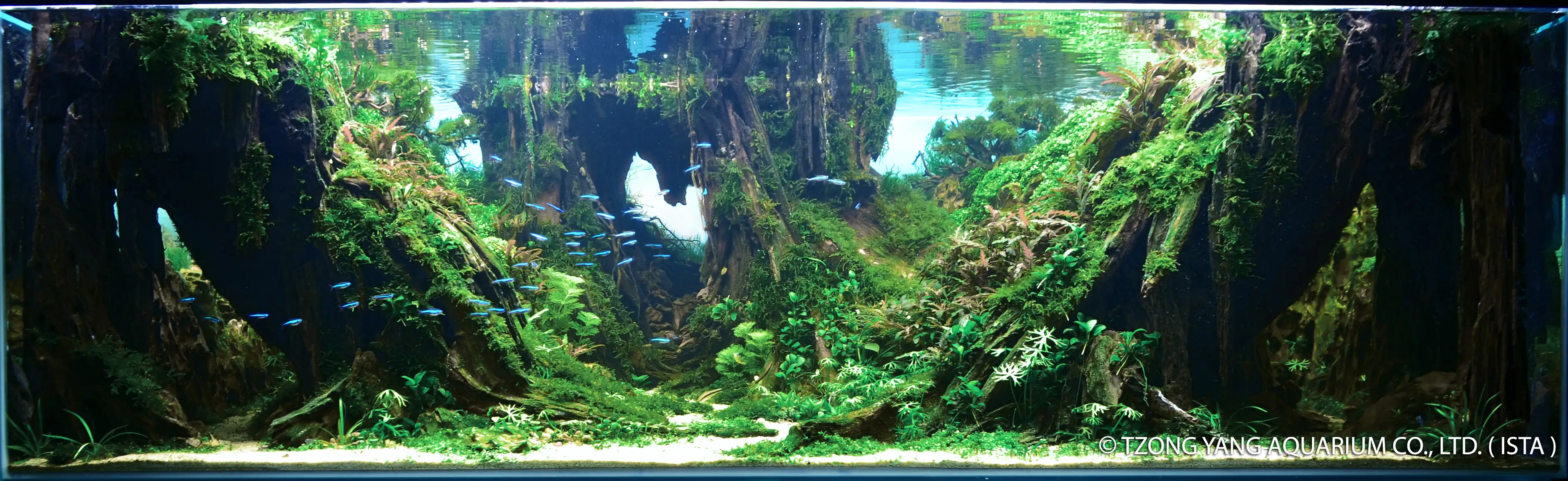 Tree of the Earth - IIAC 2019 #25 - Jason Tan / Malaysia