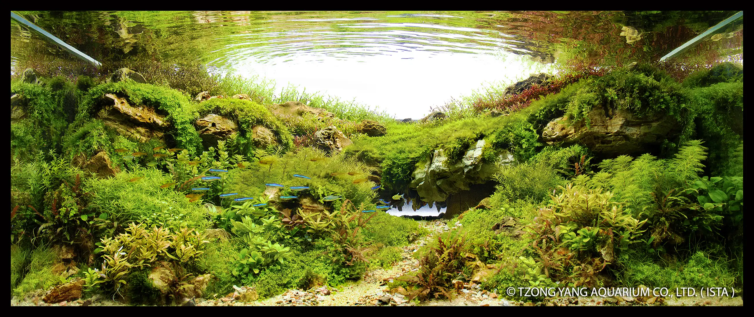 Caracol - IIAC 2019 #45 - Lafaiete Reis Franco / Brazil