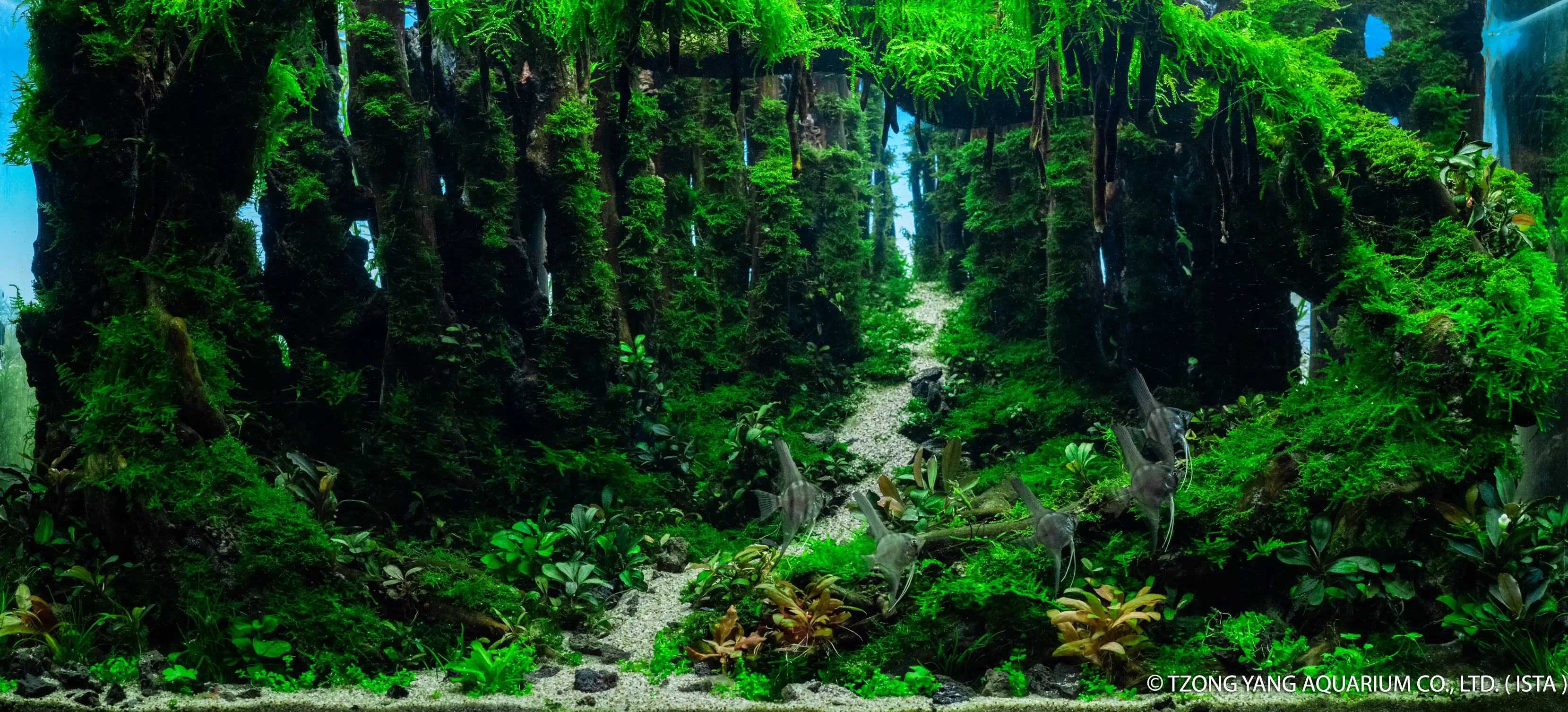 Magic Forest - IIAC 2019 #48 - Guan Liwei / China