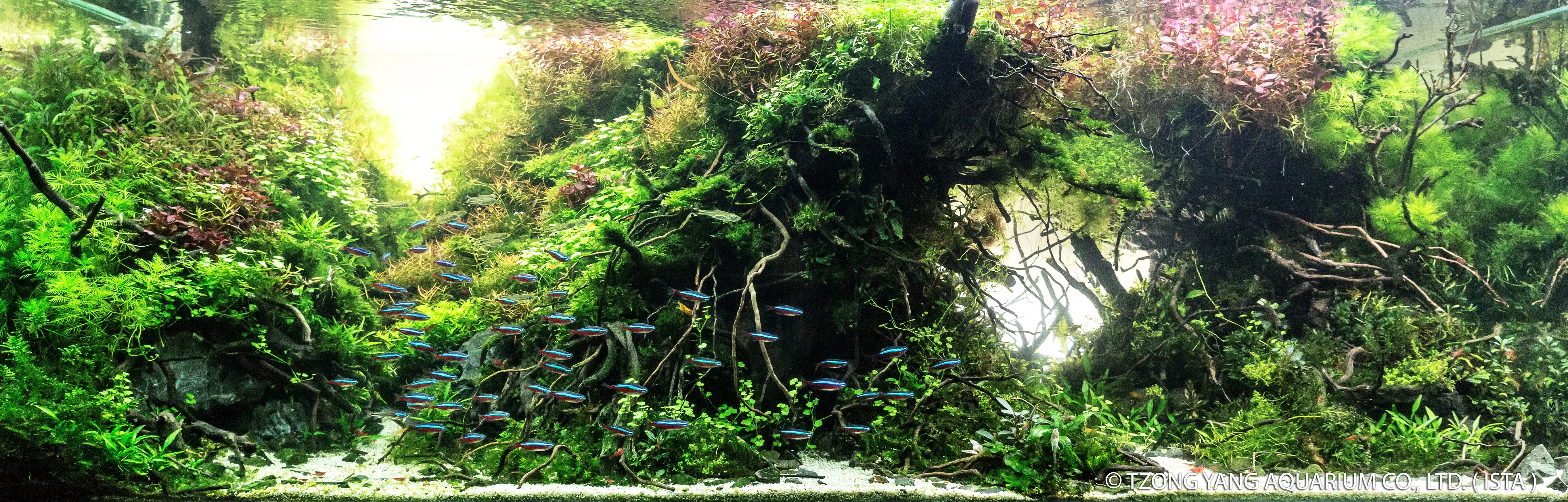 Into the Chaos and Beyond - IIAC 2019 #50 Rahul Mukherjee / India