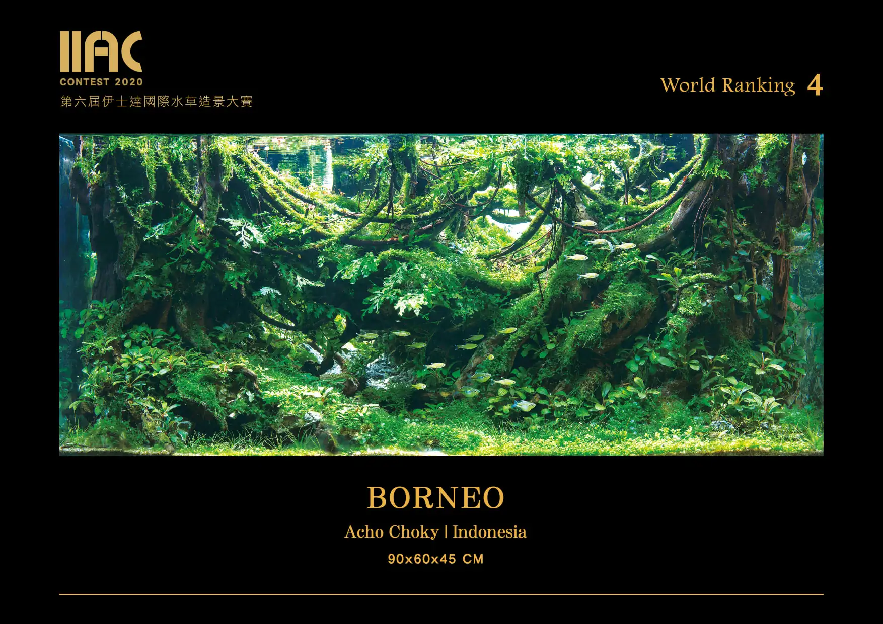 Borneo - IIAC 2021 #04 - Acho Choky / Indonesia