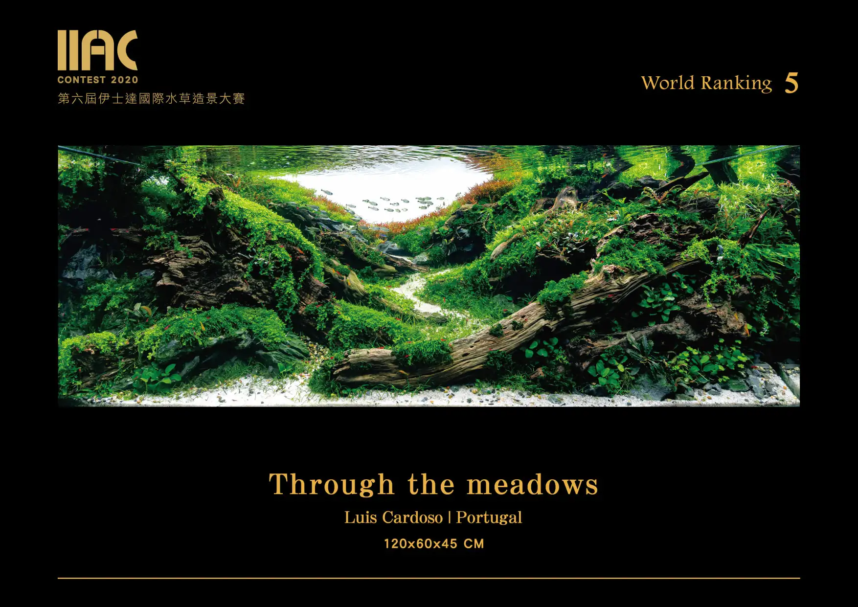 Through the meadows - IIAC 2021 #05 - Luis Cardoso / Portugal