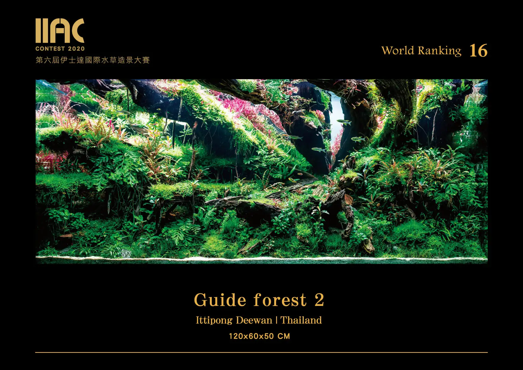Guide Forest 2 - IIAC 2020 #16 Ittipong Deewan / Thailand
