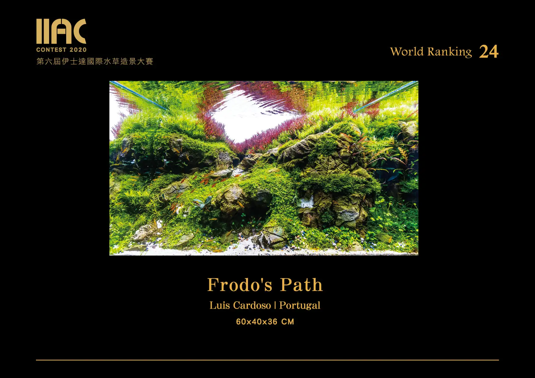 Frondo's Path - IIAC 2020 #24 Luis Cardoso / Portugal