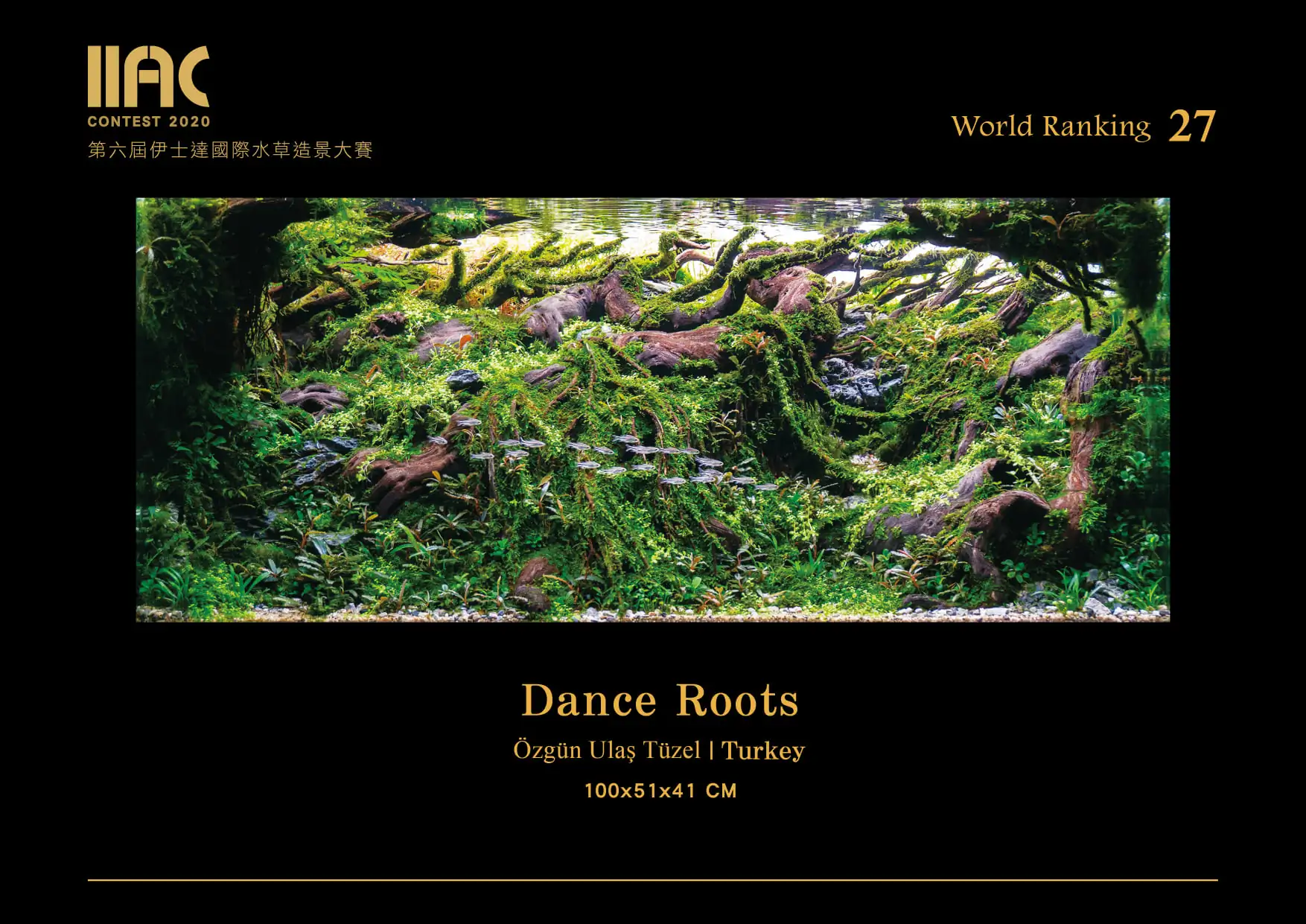 Dance Roots - IIAC 2020 #27 Ozgun Ulas Tuzel / Turkey