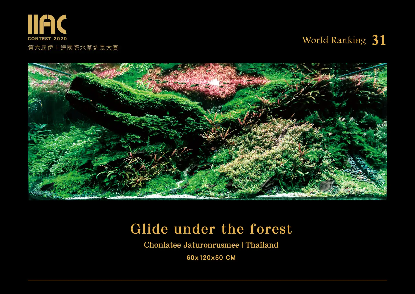 Glide under the forest - IIAC 2020 #31 Chonlatee Jatuonrusmee / Thailand