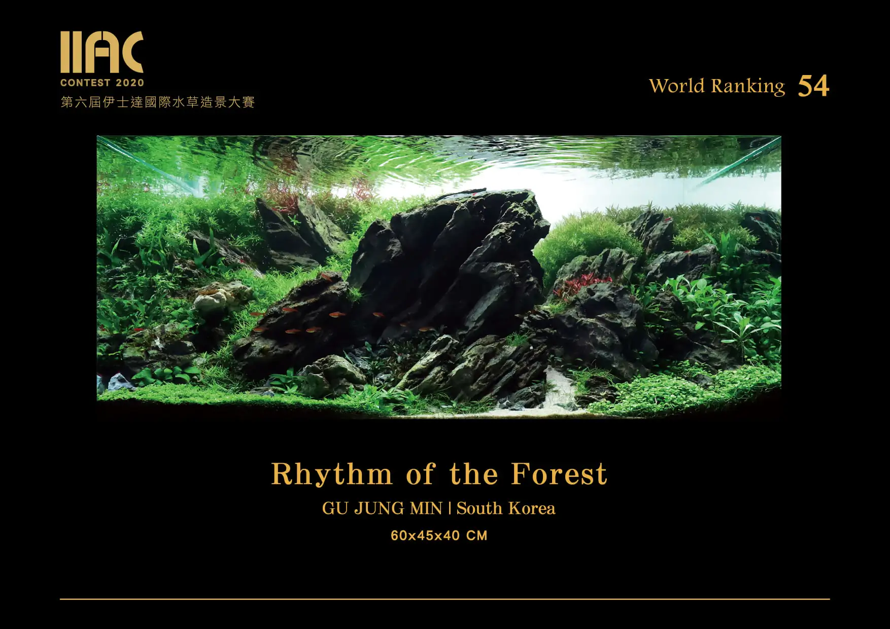 Rhythm of the Forest - IIAC 2020 #54 - Gu Jung Min / South Korea