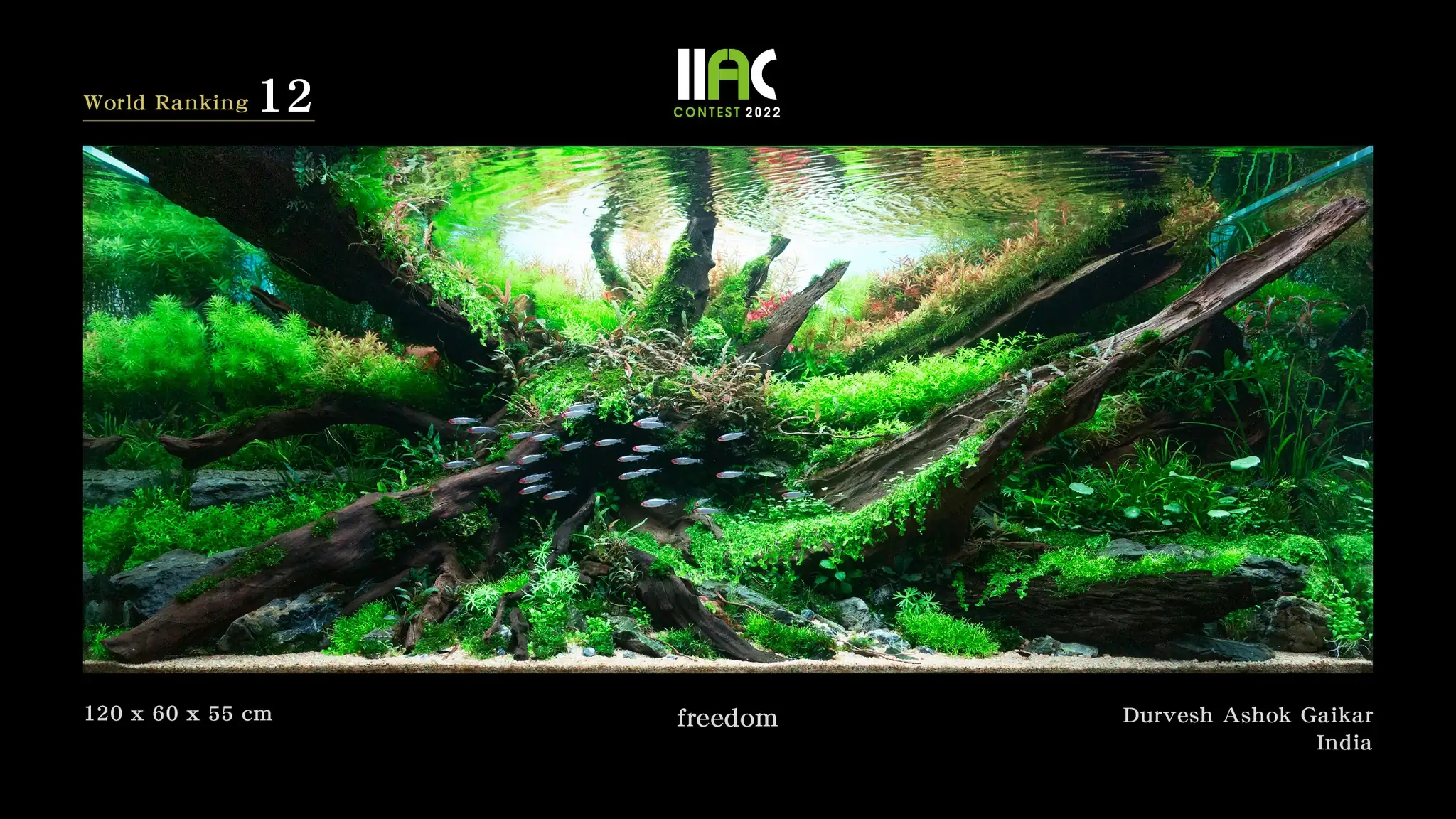Freedom - IIAC 2022 #12 Durvesh Ashok Gaikar / India