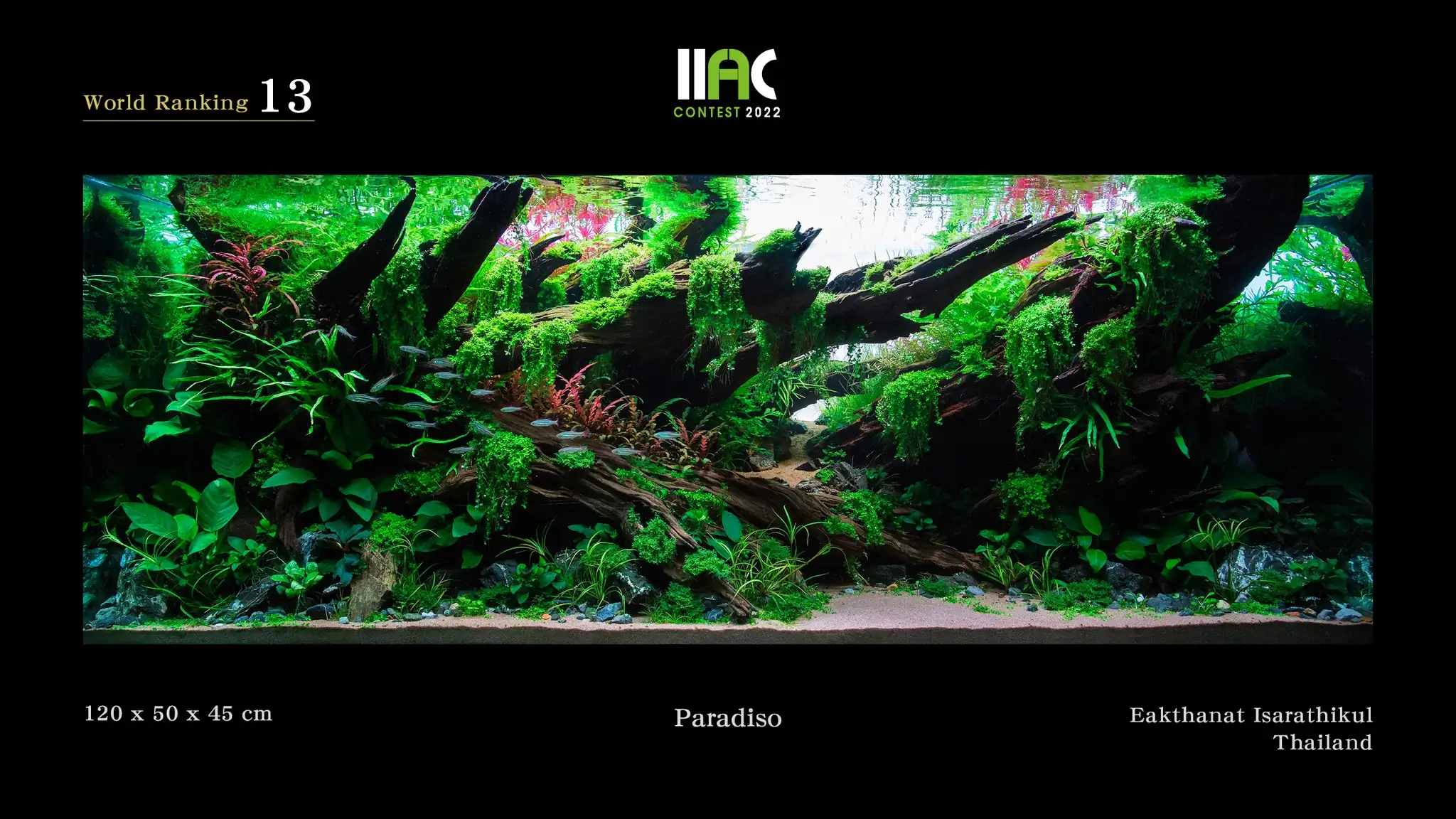 Paradise - IIAC 2022 #13 Eacthanate Isarathikul / Thailand
