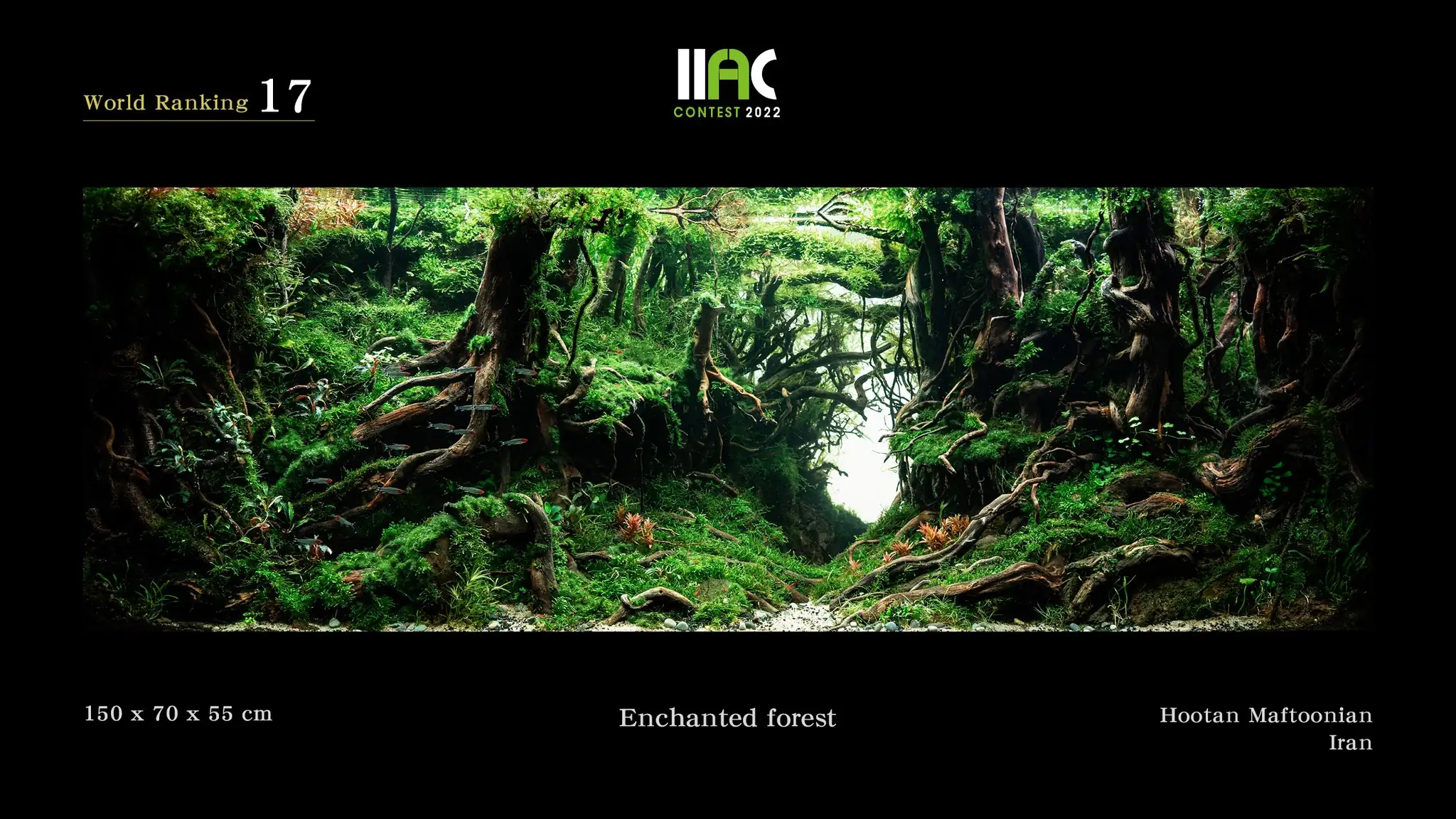 Enchanted Forest - IIAC 2022 #17 Hootan Maftoonian / Iran