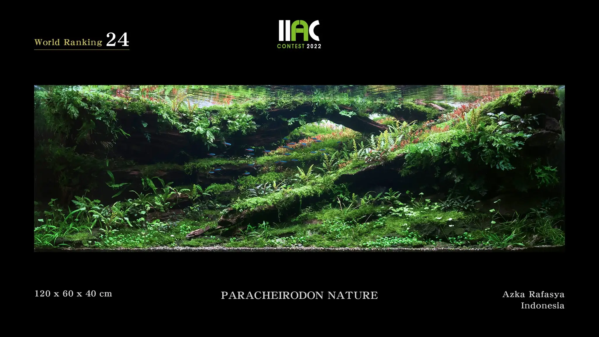 PARACHEIRODON NATURE - IIAC 2022 #24 Azka Rafasya / Indonesia