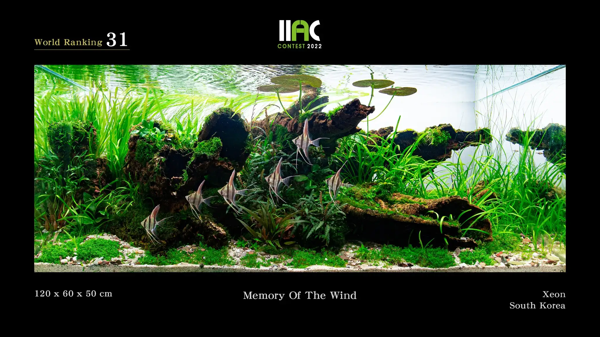 Memory Of The Wind - IIAC 2022 #31 Xeon / South Korea