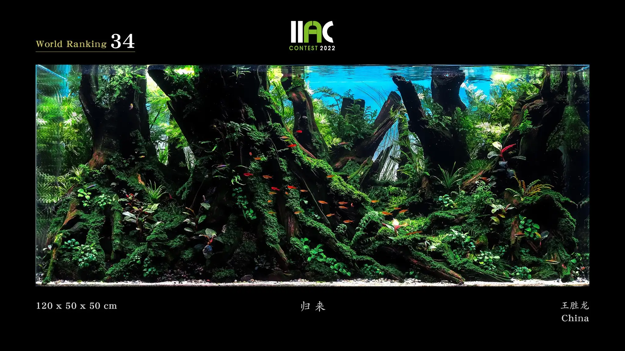 Return - IIAC 2022 #34 Wang Shenglong / China