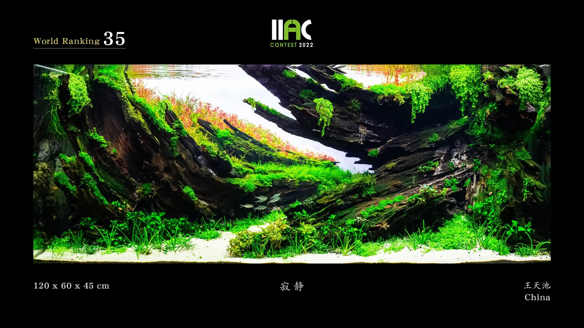 Quietness - IIAC 2022 #35 Wang Tianchi / China
