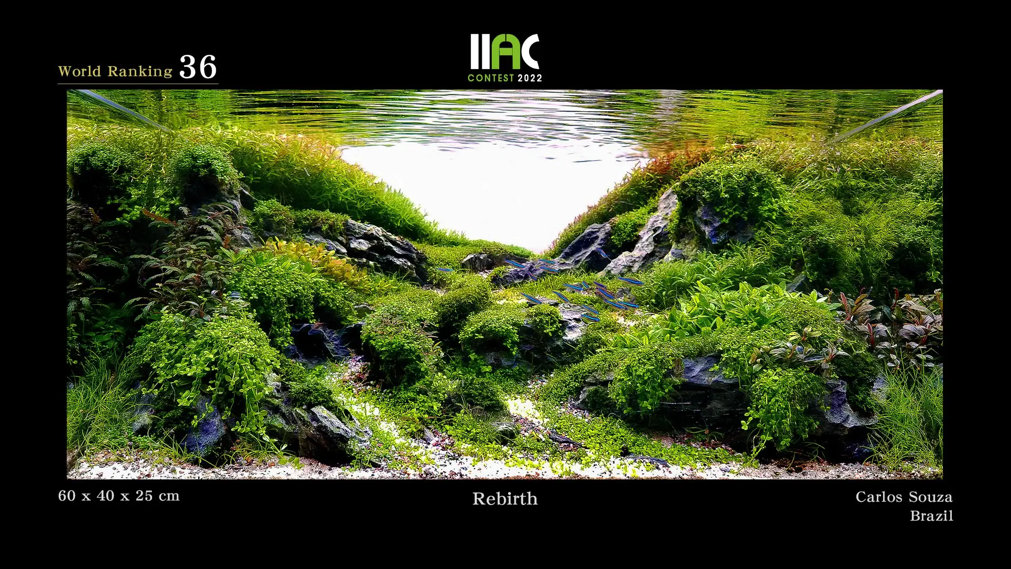 Rebirth - IIAC 2022 #36 Carlos Souza / Brazil
