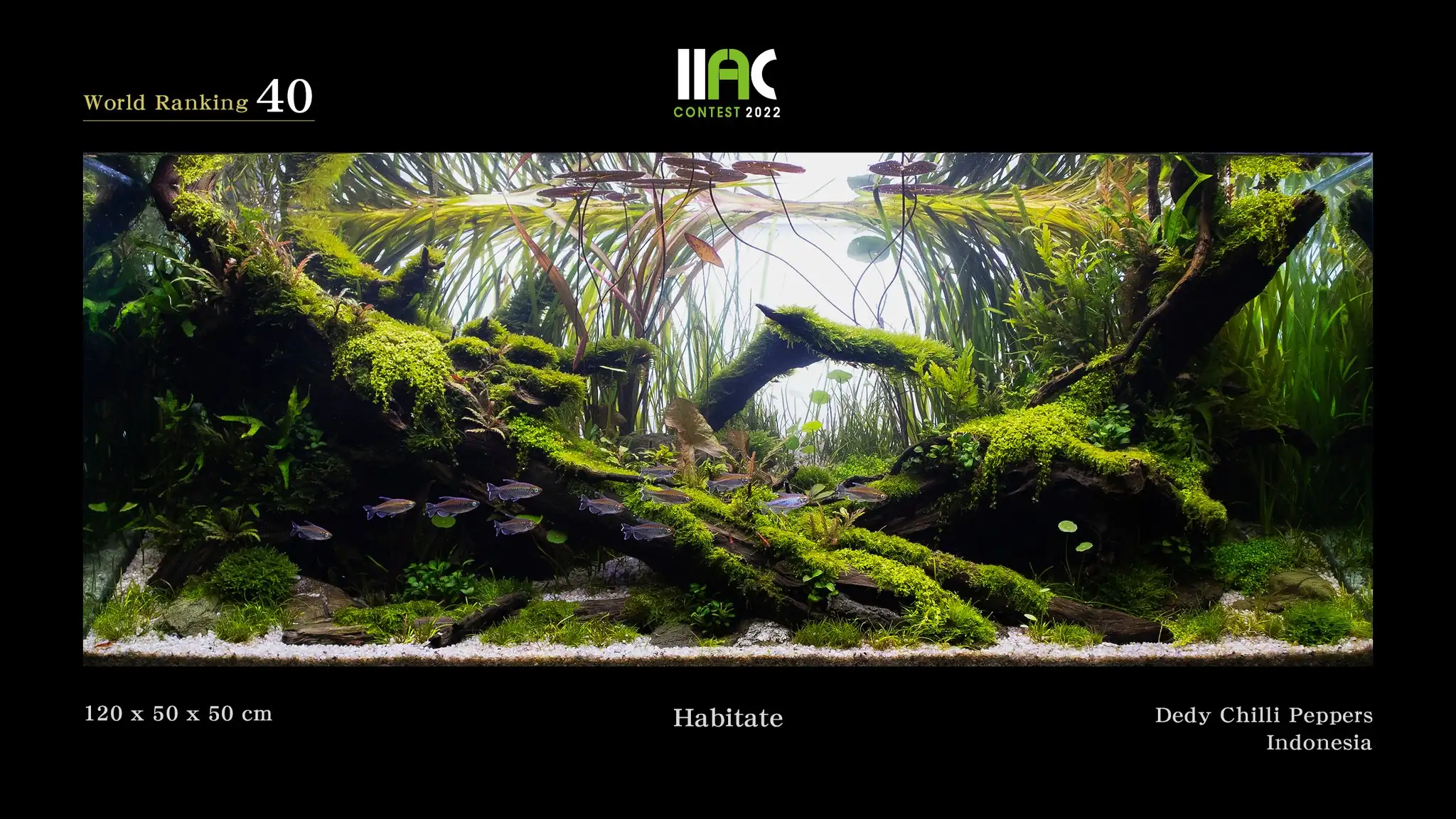 Habitate - IIAC 2022 #40 Dedy Chilli Peppers / Indonesia