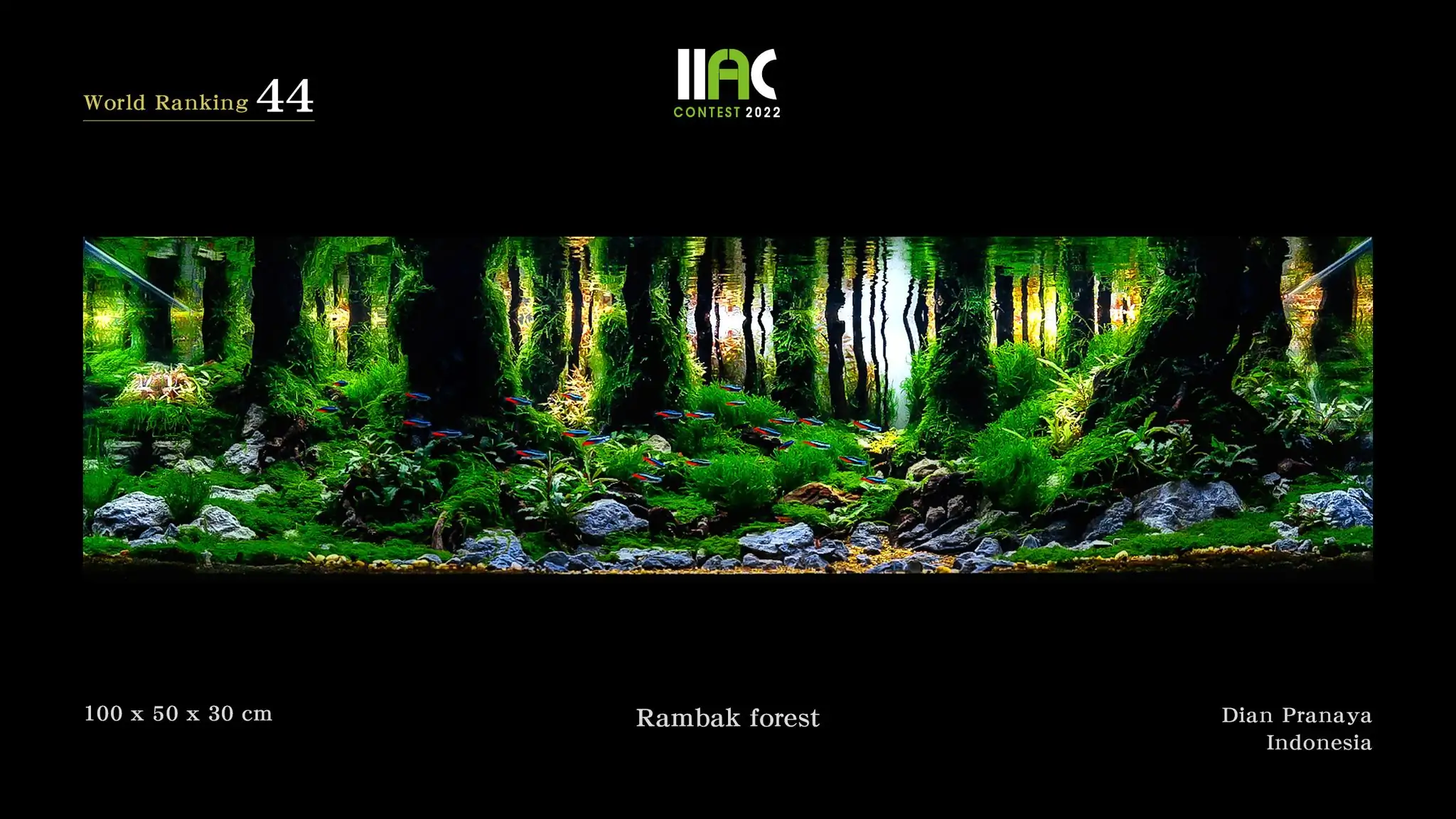 Rambak Forest - IIAC 2022 #44 Dian Pranaya / Indonesia