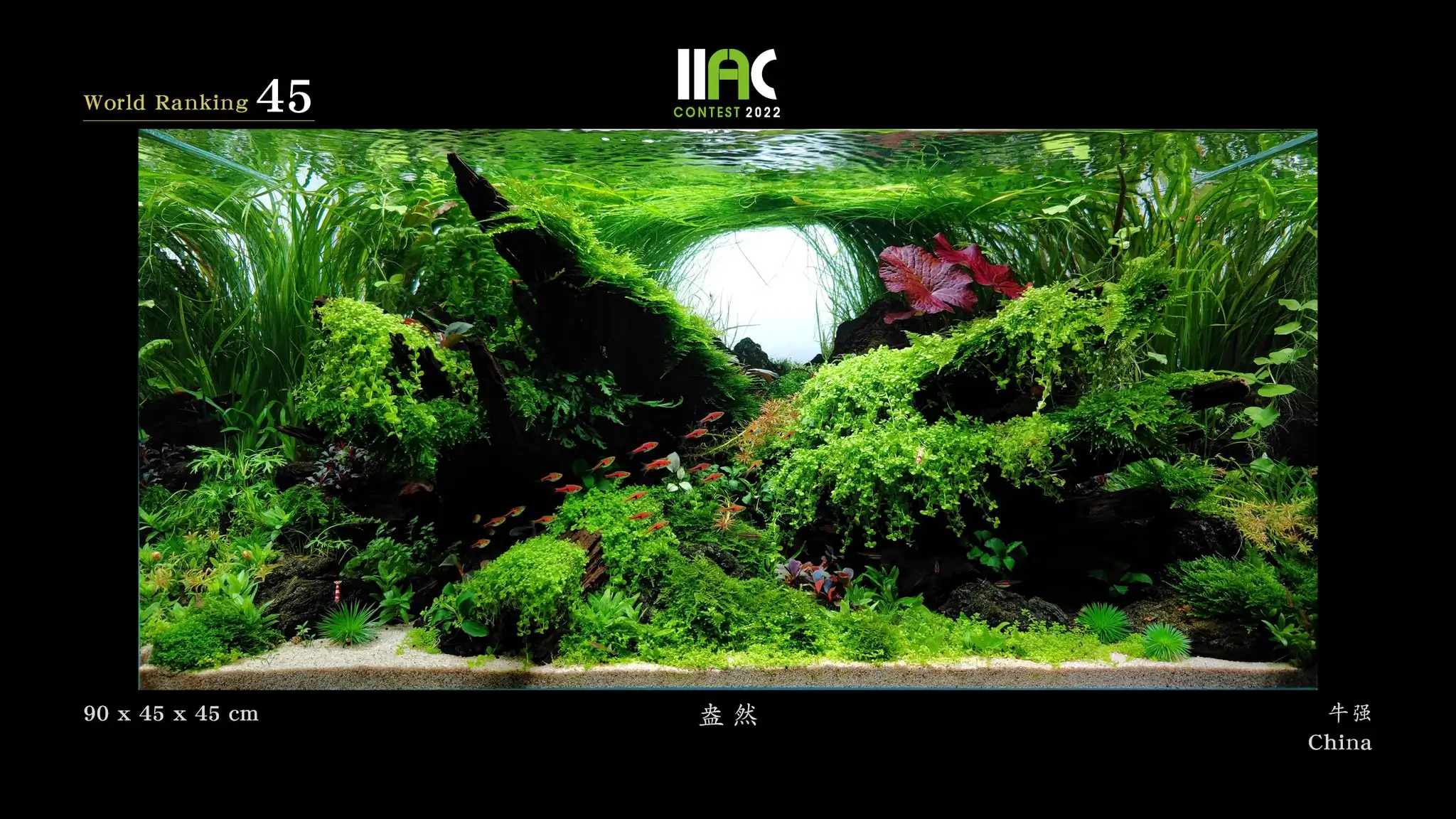 Abundance - IIAC 2022 #45 Niu Qiang / China