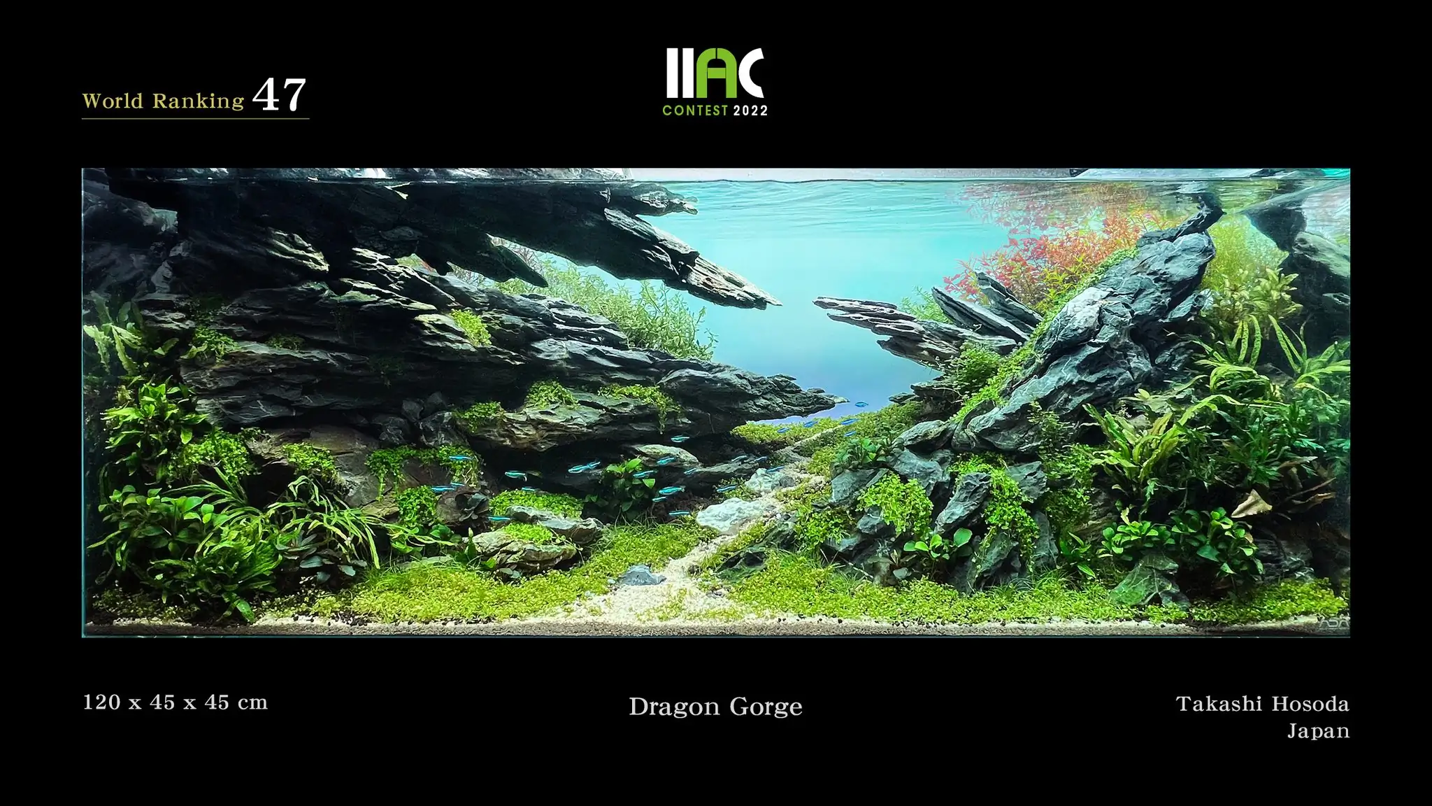 Dragon Gorge - IIAC 2022 #47 Takashi Hosoda / Japan