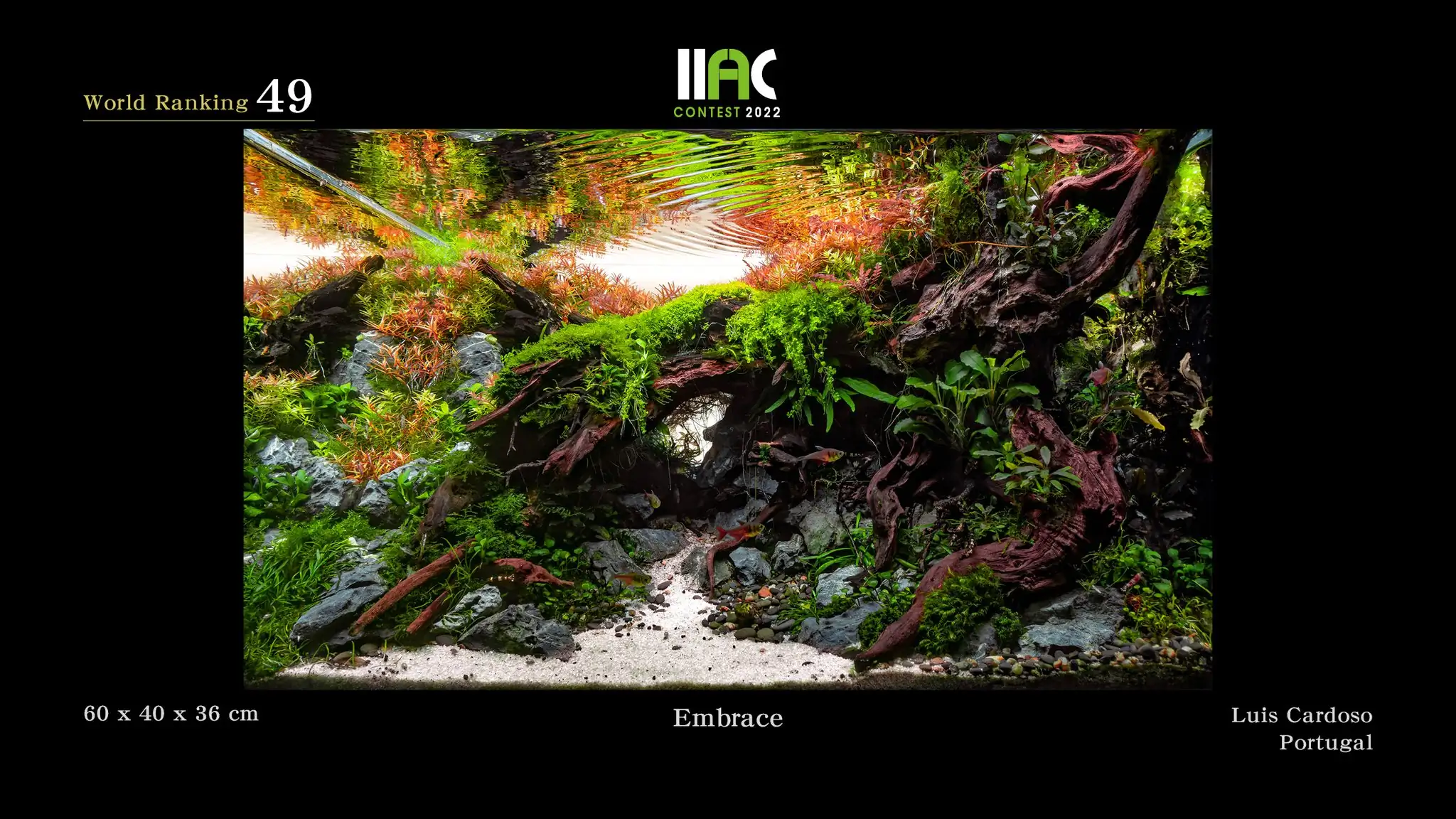 Embrace - IIAC 2022 #49 Luis Cardoso / Portugal