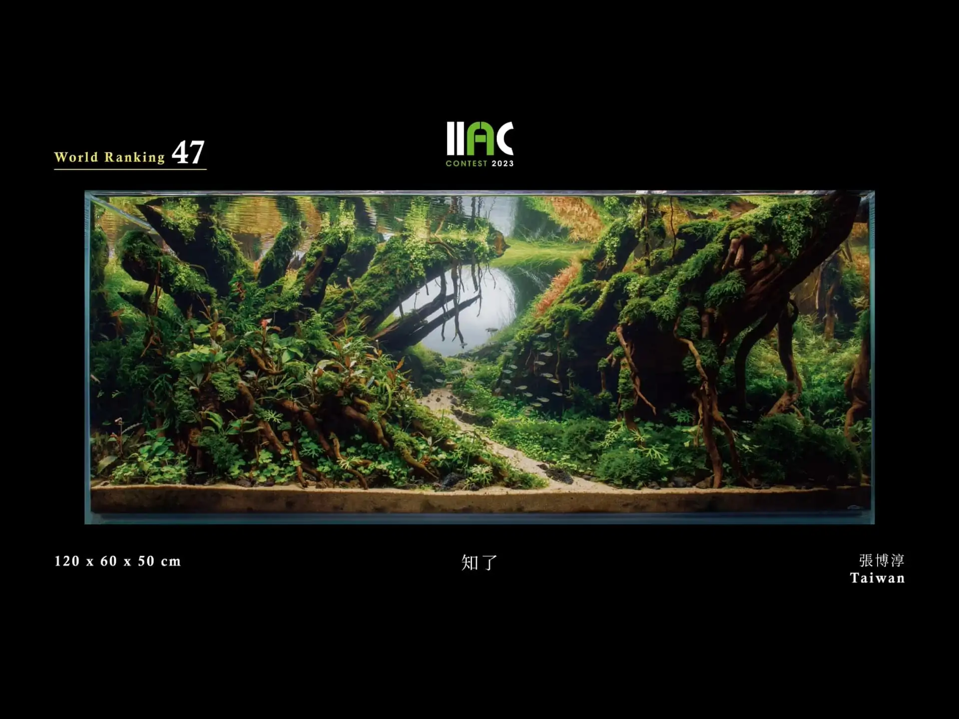 Cicada - IIAC 2023 #47 Zhang Bochun / Taiwan