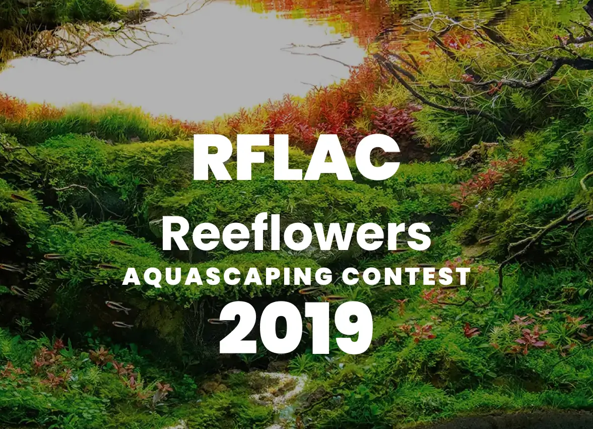 RFLAC 2019 - Reeflowers Aquascaping Contest 2019 Result