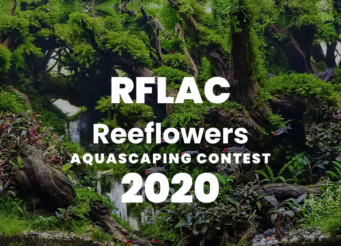 RFLAC 2020 - Reeflowers Aquascaping Contest 2020 Results