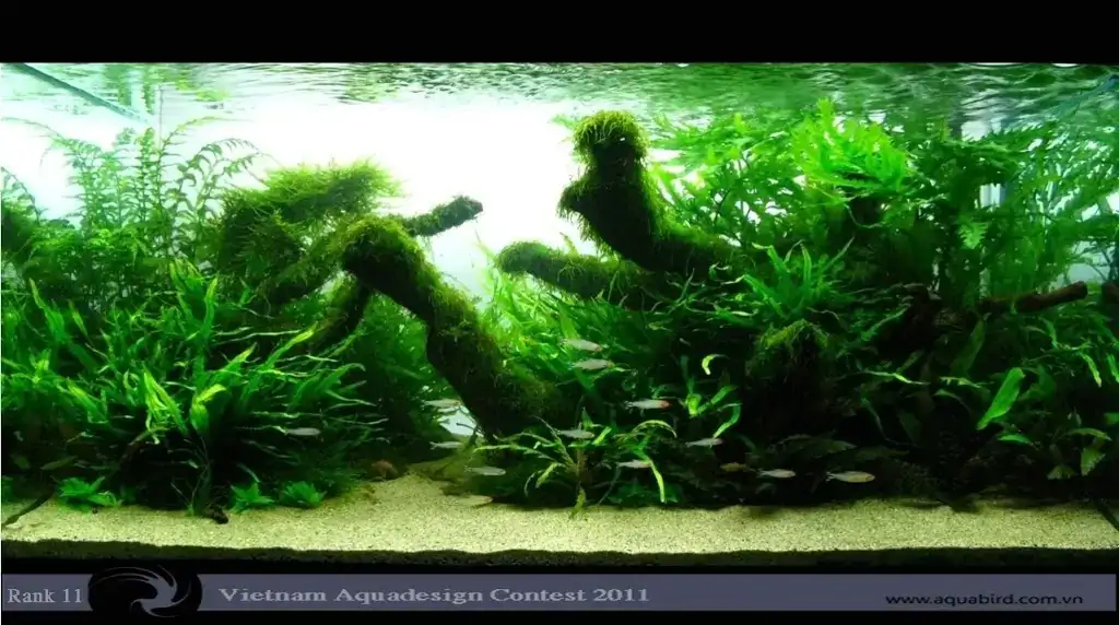 Vietnam Aquatic Design Contest 2011